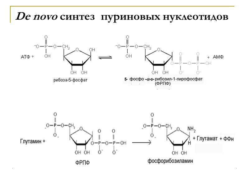 De novo синтез  пуриновых нуклеотидов